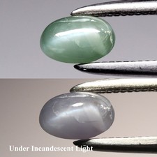  on The Hot Collector