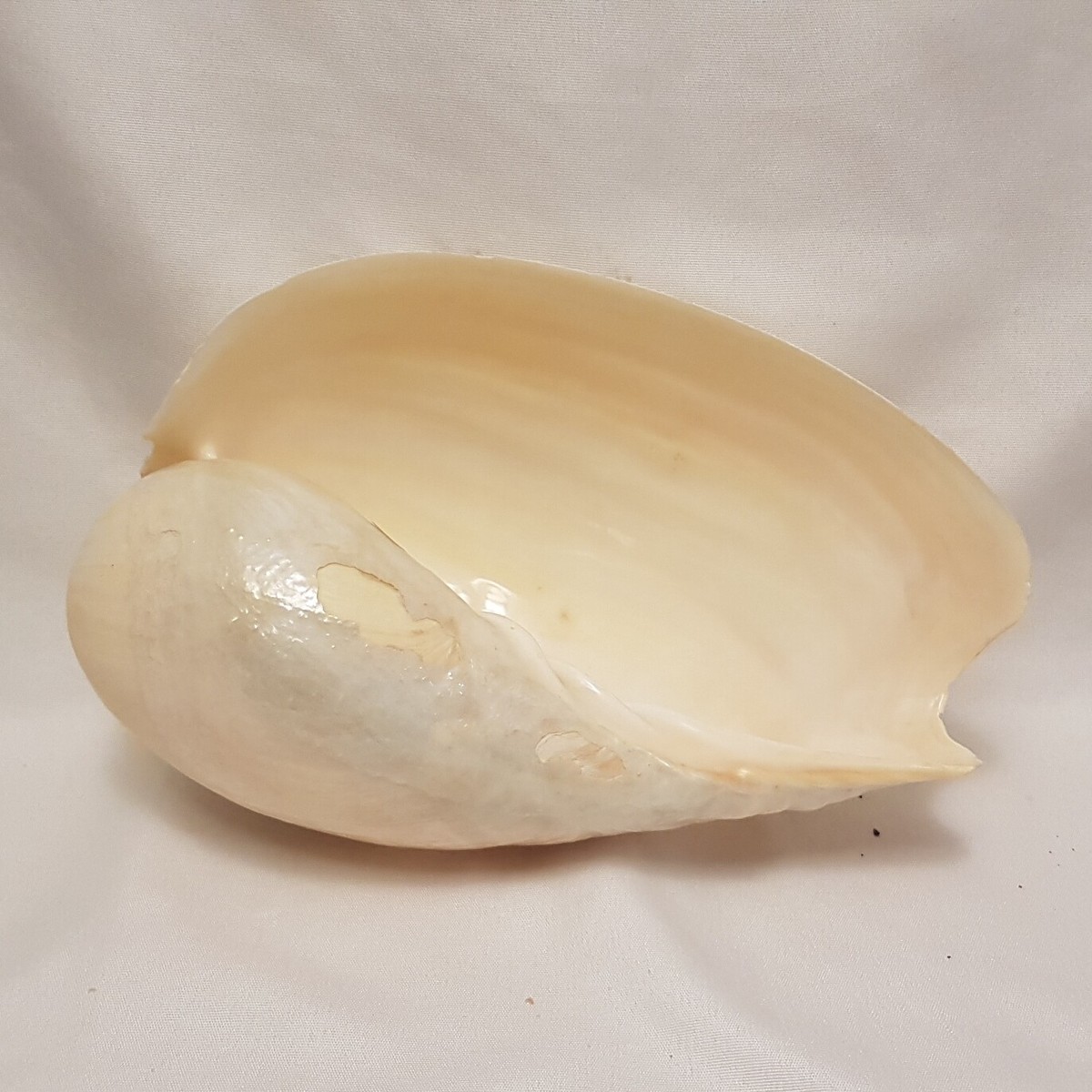 Cymbium Pepo Seashell - African Neptune Volute - 190MM - VO73