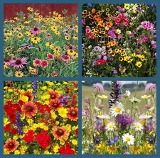 Wildflower Mix Seeds|perennials|Annuals|hummingbird|heirloom|non-gmo 500 + Seeds