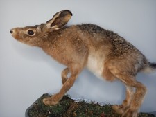 Taxidermy Hare on Base,  sustainable taxidermy 