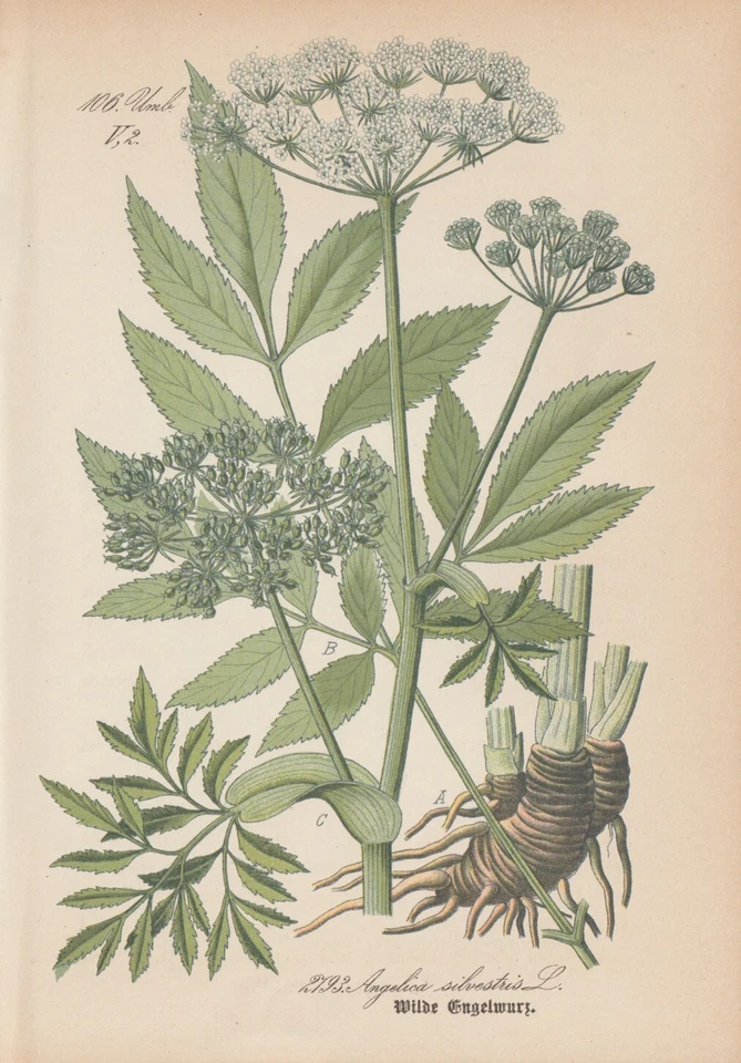 Wald-Engelwurz (Angelica sylvestris) Chromo-Lithografie von 1886 - Bild 1 von 1