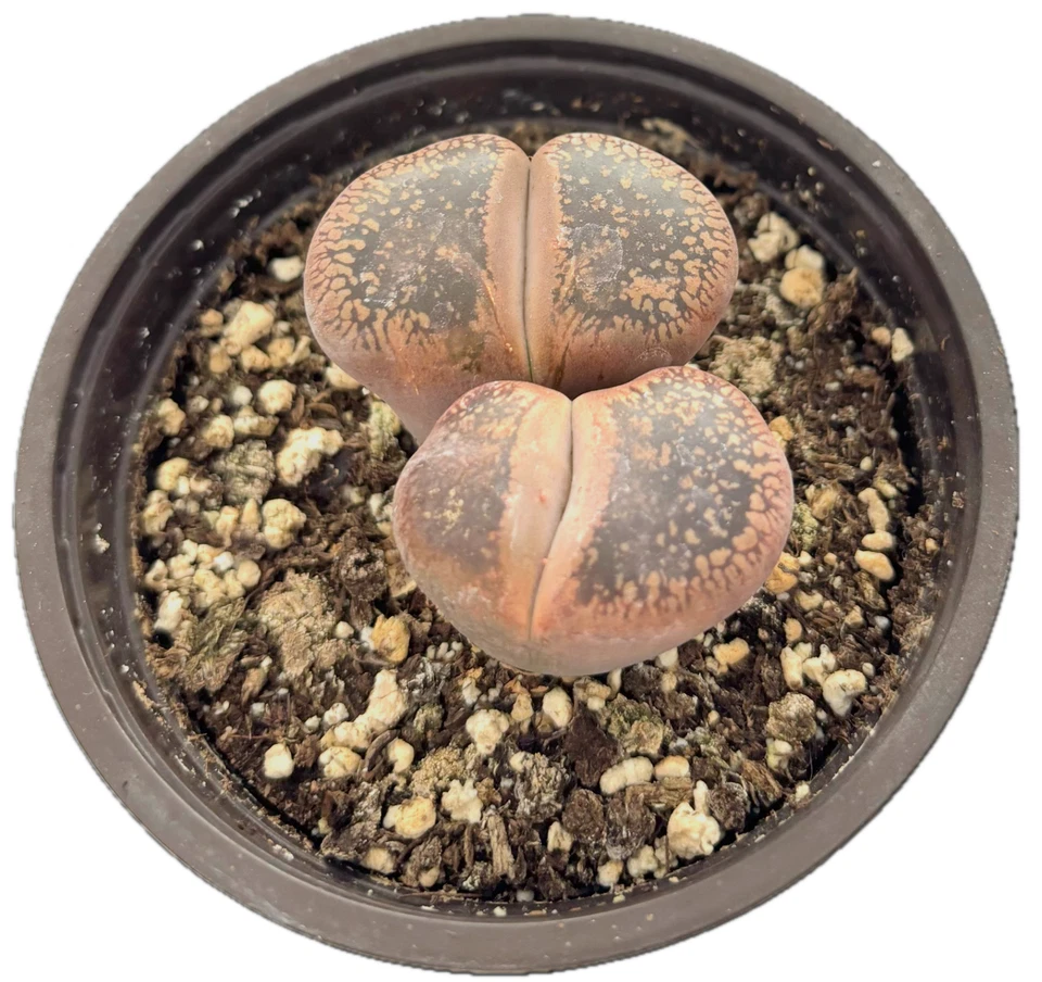 Was $20 Now $10 Lithops Live Succulent Plant, Large 4" Pot, Rare Living Stone - Image 4 of 4