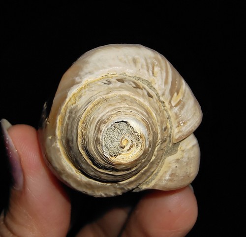SEA SHELL FOSSIL, GASTROPODA FASCIOLARIDAE, DE JAVA, INDONESIA, 67 MM - Imagen 5 de 5