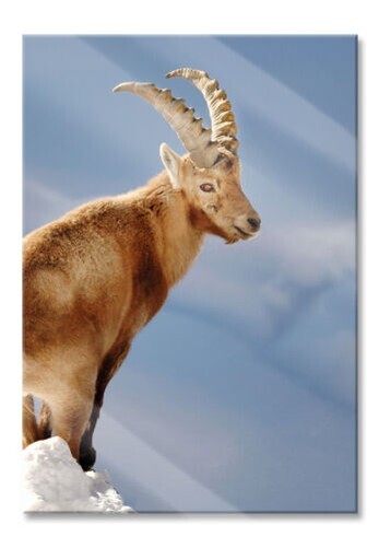 Cabra Montesa en la Nieve Imagen De Vidrio Real, Incl. Montaje Pared