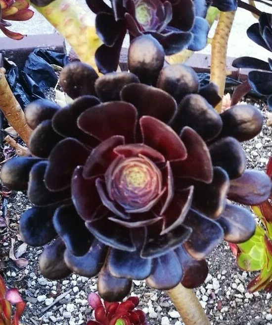 decorative planter pot Gift Small Ceramic Succulent Pot with Drainage and Bamboo Tray- With C   Planet Desert