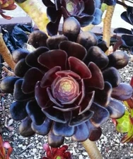 BLACK ROSE Deep Dark Purple Aeonium Arboreum Zwartkopf Succulent 1 cutting 