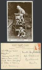 Bulldog Bull Perro Perros Cachorro Cachorros Jóvenes Británicos Escalera Antigua R Foto Postal