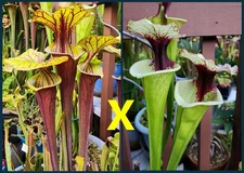 2025 SARRACENIA SEEDS: FLAVA RUBRICORPORA (CALEN HALL 2015) X LEGACY [CP SEED]