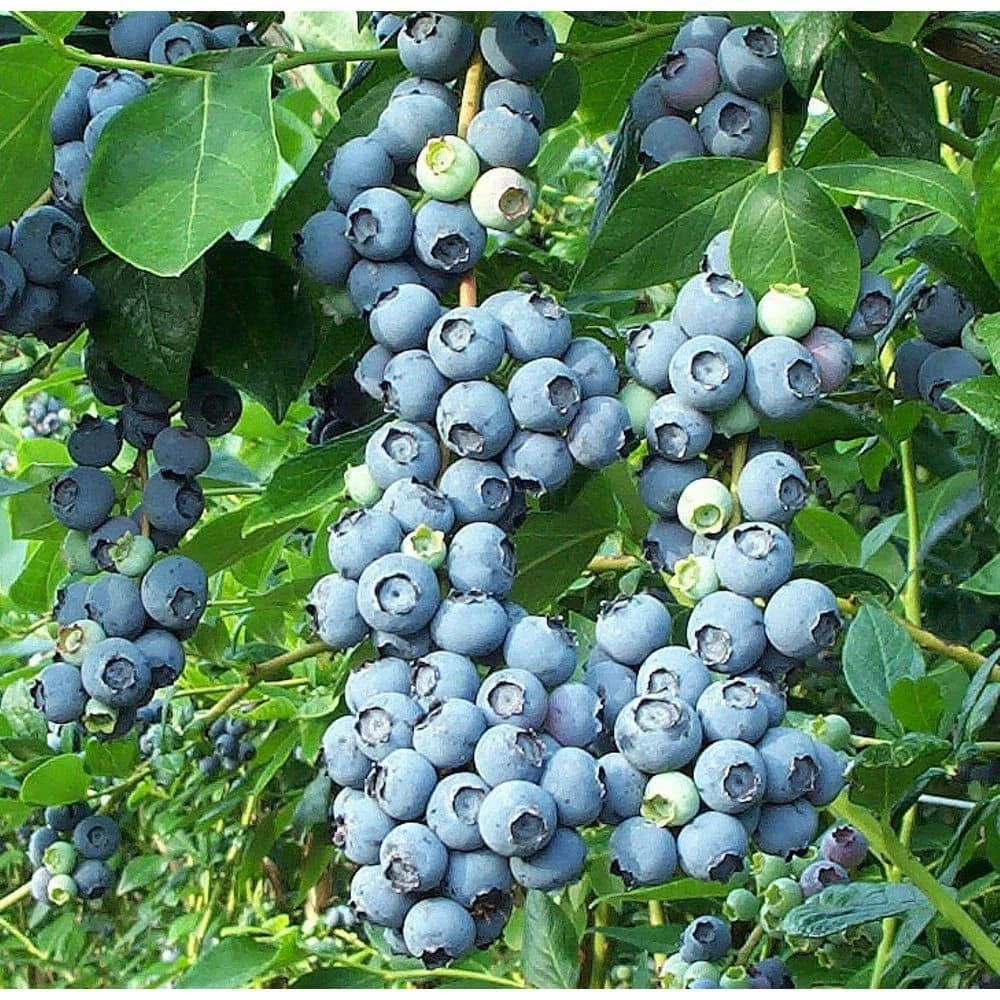 Blueberry Plants for sale | eBay Blueberry Plants for sale | eBay
