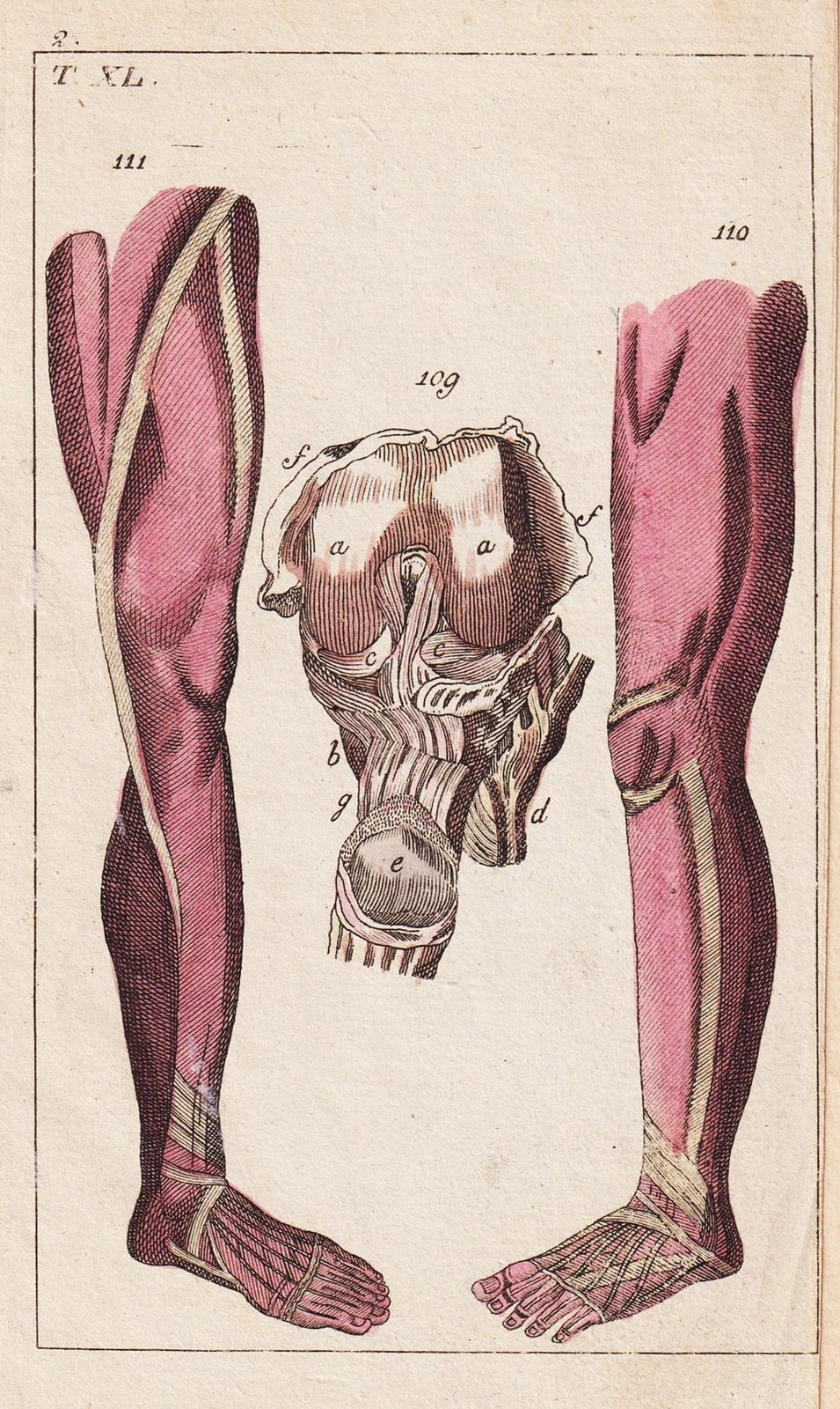 Músculos Piernas Legs Medicina Grabado De Cobre Wilhelm 1800