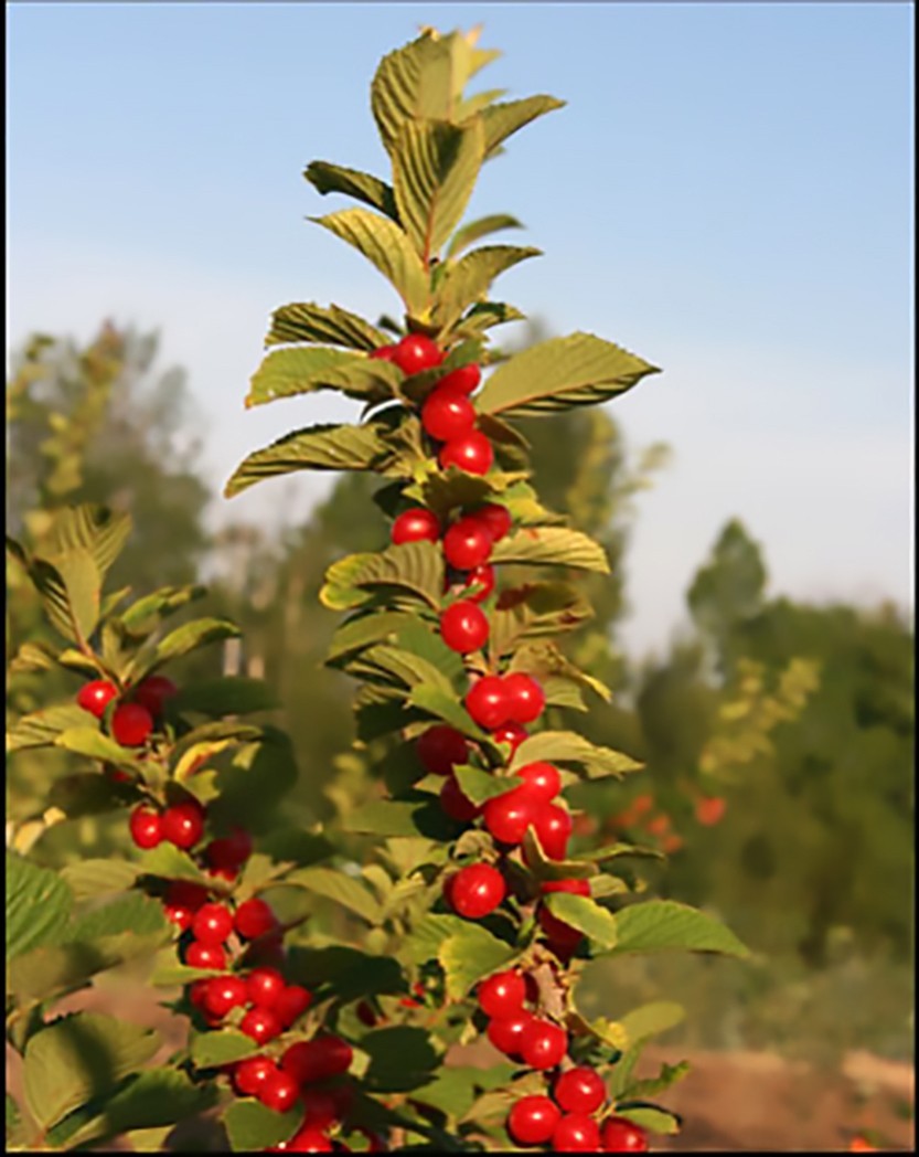 Nanking Cherry, Prunus tomentosa, Shrub Seeds (Edible, Hardy, Fast)