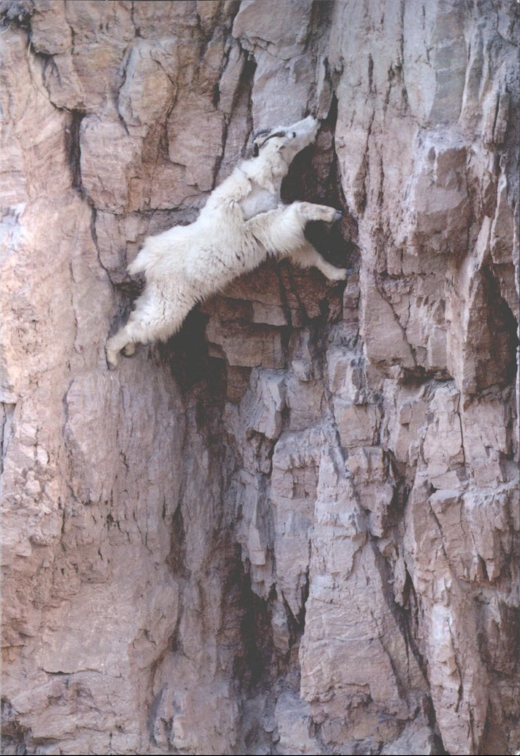 Veolia Wildlife Photographer of the Year BALANCING ACT Postcard Joel Sartore