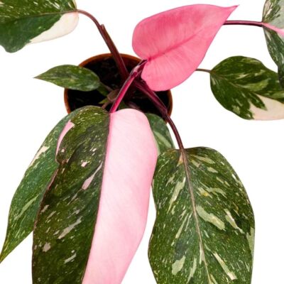 BubbleBlooms Philodendron Pink Naomi 4 inch Pink Princess | eBay