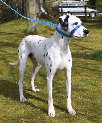 figure 8 dog harness