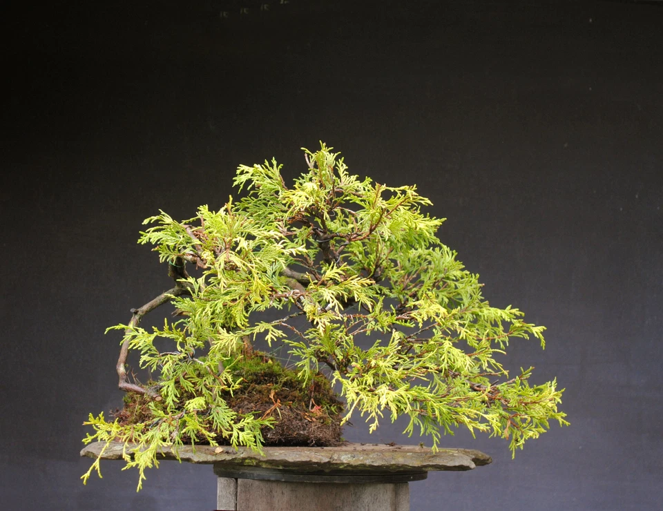 Bonsai outdoor winterhart Thuja  H37 B55 D5 cm - Bild 2 von 4