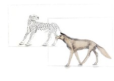 Elisabeth Frink Aesop's Fables Aesop Lithograph Proof Copy 1968 Curwen Press