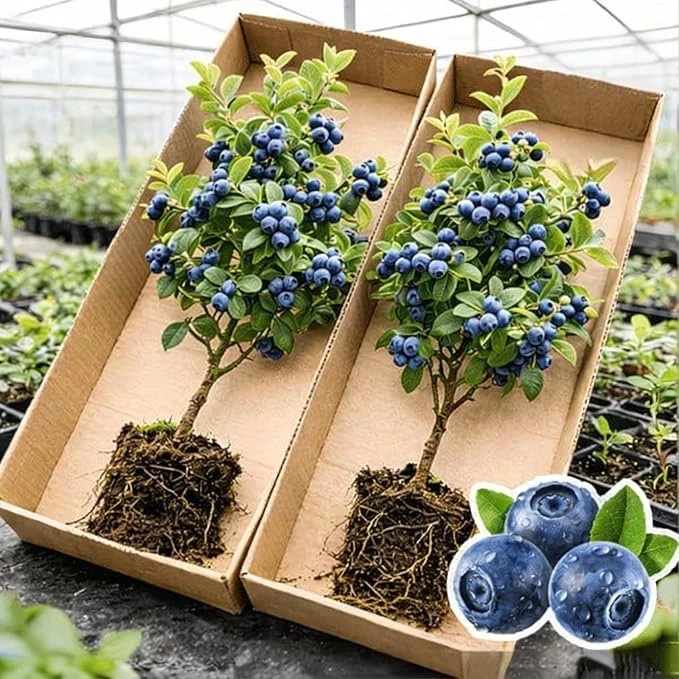 blueberry njoy pods ebay RELX Pods 3-Pack main image 0