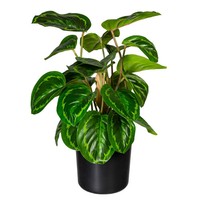 KüNstliche Maranta, HöHe Ca. 45 Cm