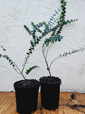 LIVE PLANT 3ft Eucalyptus Pulverulenta Baby Blue Florist Silver Dollar FRAGRANT