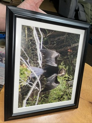 Framed Anhinga Bird Picture Wildlife Wall Art Coastal Bird Nature Print Decor