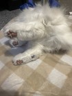 Hasbro 2006 FurReal Friends Lulu Interactive White Plush Kitty Cat Works — photo 4