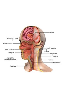 Face diagram with labels