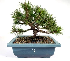 MUGO PINE "SLOWMOUND" BONSAI No. 9 ~ Ultra Dwarf ~ Shohin ~ Check Video