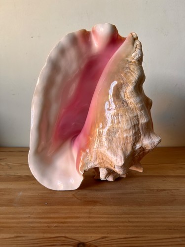 FLORIDA Keys BEACH Collected Queen, Pink Conch Shell SEASHELL  8.75"