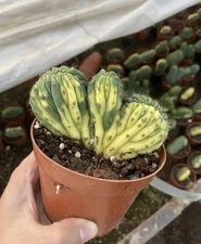 Multi-Head Succulent Cactus cereus pachanoi cristata variegated Plants WYSIWYGz