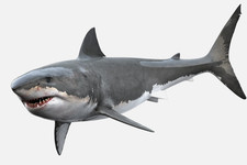 Shark Great White Sticker Decal Xv