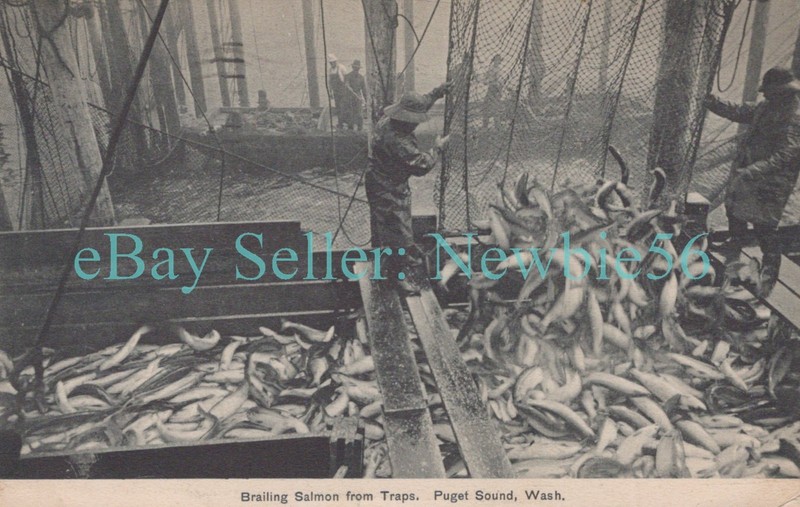 Puget Sound Washington WA - BRAILING SALMON FROM TRAPS - Postcard Seattle/Tacoma
