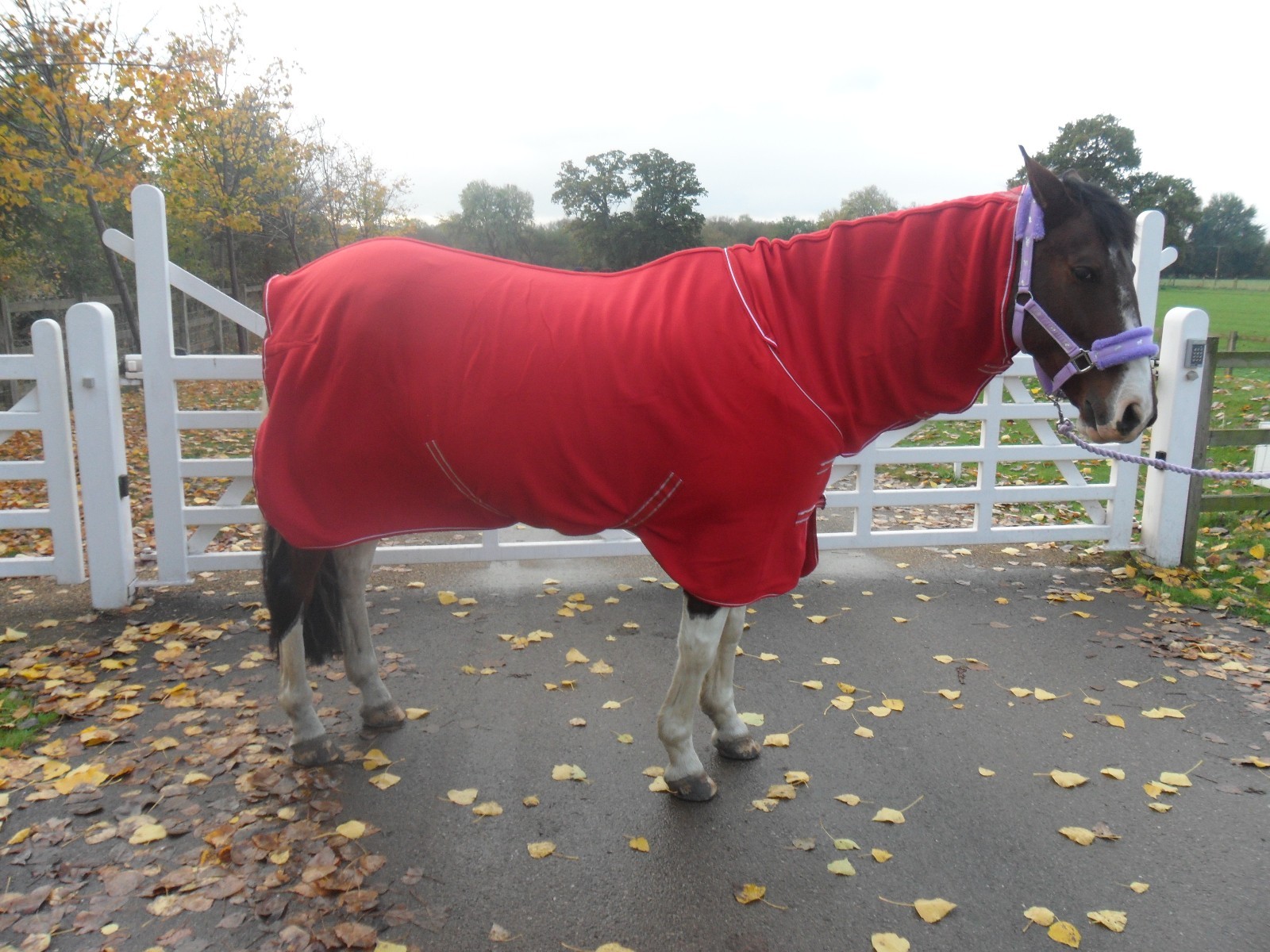 NEW Deluxe show combo fleece cooler full neck cover travel stable horse