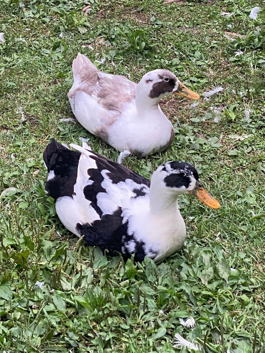 12+ Assorted Duck Fertile Hatching Eggs - Cayuga, Blue Sweddish, Acona, Magpie View 2