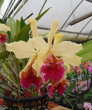 Cattleya Triumphans Mounted driftwood IMPORTED NICE PLANT PRIMARY HYBRID A1A