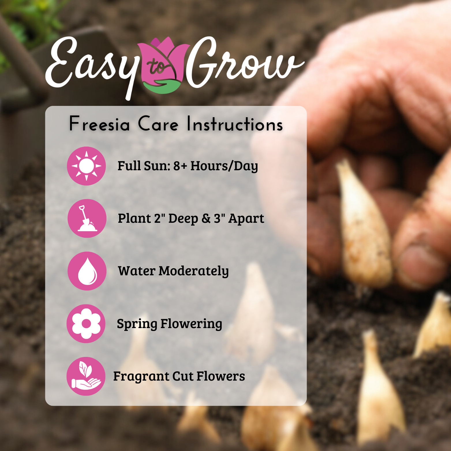 Easy to Grow Freesia Cottage Garden Collection 60 Plant Bulbs, Spring Zones 9-11