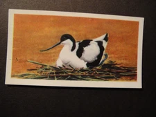 BROOKE BOND PG TIPS BRITISH BIRDS FRANCES PITT SERIES   #4 THE AVOCET