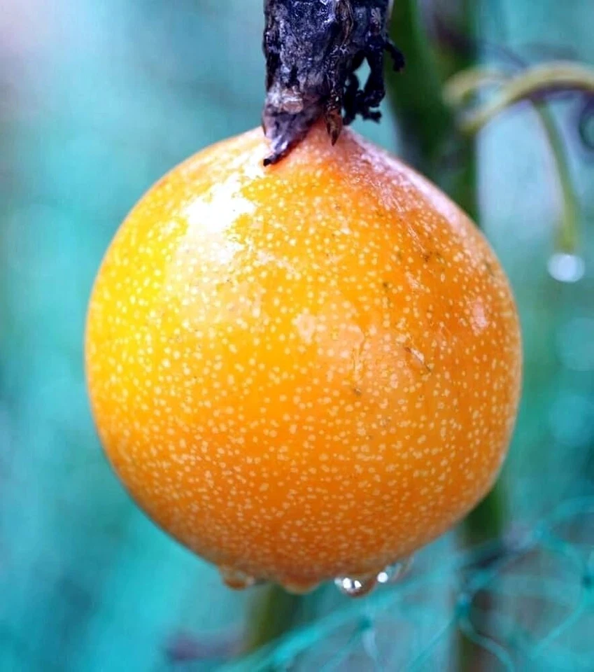 Sweet Granadilla Yellow Passion Fruit Seeds (Passiflora ligularis) Climber Vine - Image 4 of 4