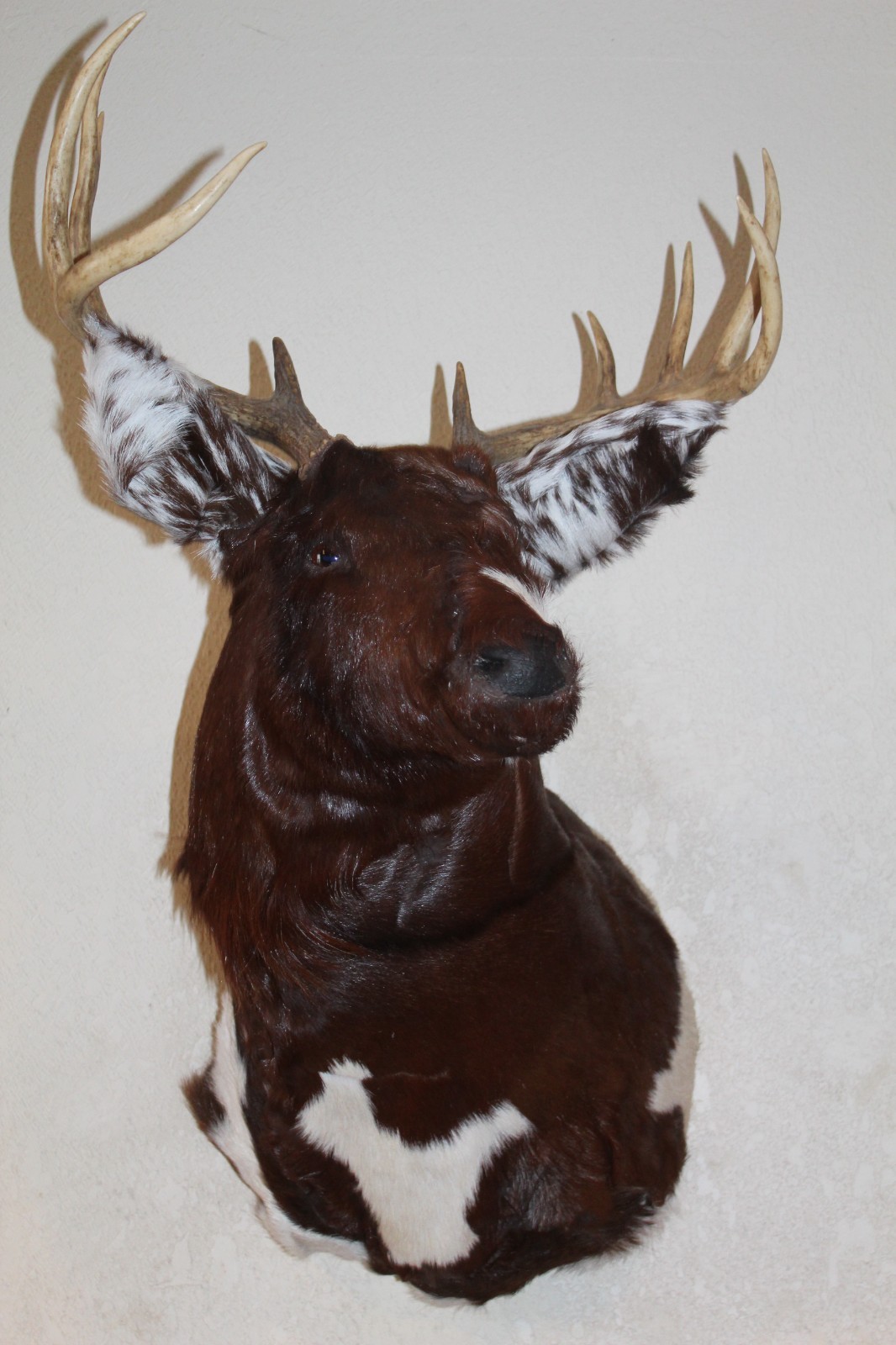 Fantasy Whitetail Deer Holstein Cow Head Shoulder Mount Taxidermy OOAK Novelty