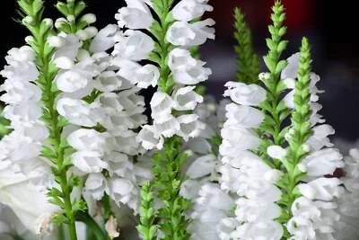 SEEDVILLE USA 50 WHITE Showy OBEDIENT PLANT (False Dragon Head) Physostegia Virginiana Flower
