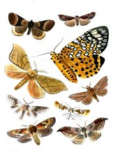 Butterflies Accent Tile Mural Kitchen Bathroom Wall Backsplash Marble Ceramic