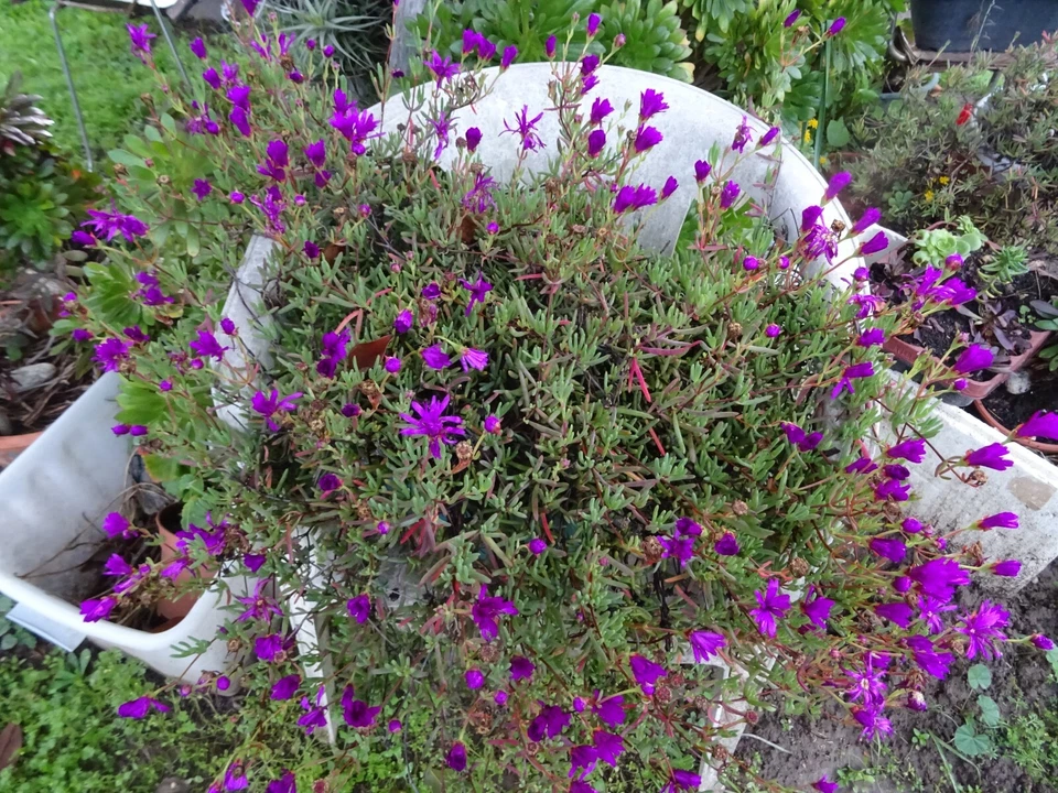 merceriearts créatifs  couture  4M,30 en tout biais  et galons noir  bleu marine - Photo 3/4