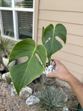 Monstera Hyperfenestrated Morph sport Form 7 - Rare