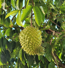 Soursop Seedss var. Guabana Acida 100 pcs Annona muricata Sweet Soursop