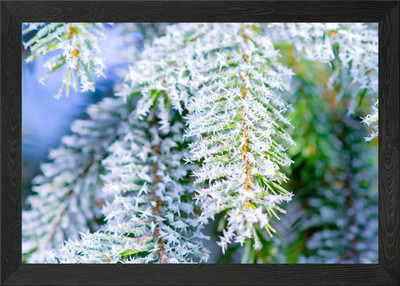 Bitter Cold Hoarfrost Ice gerahmtes Wandbild Poster Leinwanddruck Bild