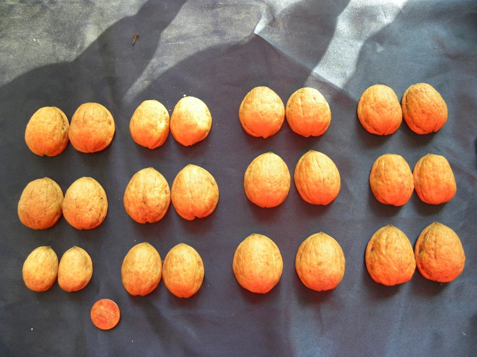 Lot of 12 One Dozen Walnut Shell Pairs Halves Art Crafts Walnuts Shells Whole