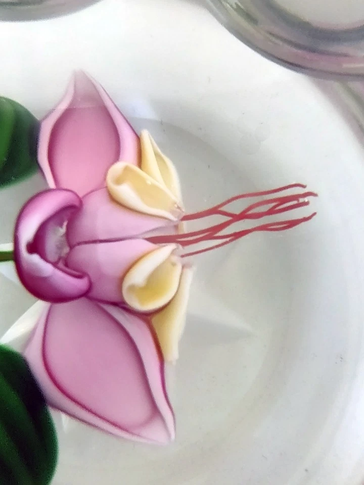 Perthshire 1987C Theobroma Cacao Flower Scallop Faceted Lampwork Paperweight - Image 4 of 4