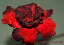 20 x Adenium Obesum, Desert Rose, Thousand Year Old Rose Succulent Viable