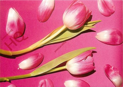 Ansichtskarte> Sietske De Vries, Roze Tulpen. Tulpenblumen [Art Unlimited]