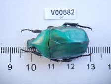 V00582. Insects, Beetles, Cetoniidae sp. North Vietnam, Ha Giang