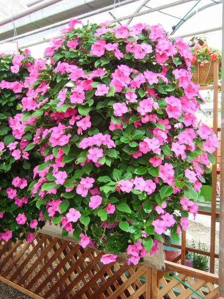 christmas holly plant Goldfish Plant 'Christmas Holly' For Sale – Logee's Plants main image 1